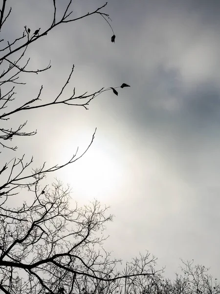 Fondo Misterioso Creativo Ramas Árboles Sin Hojas Finales Otoño Sombrío — Foto de Stock