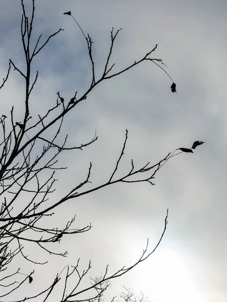 Fondo Misterioso Creativo Ramas Árboles Sin Hojas Finales Otoño Sombrío — Foto de Stock