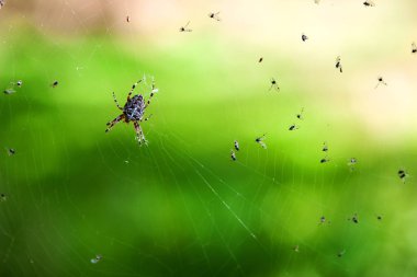 Örümcek web üzerinde. WASP Örümcek Web, üstten görünüm. Islak örümcek kurban için bekliyor