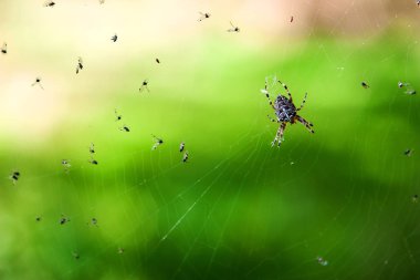 Örümcek web üzerinde. WASP Örümcek Web, üstten görünüm. Islak örümcek kurban için bekliyor