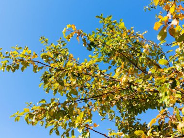 Güzel, lezzetli, elma kolda parlak güneşli mavi gökyüzü zemin. Ekolojik tarım