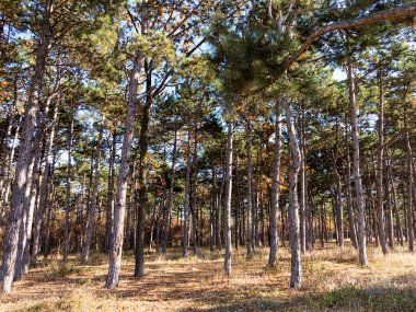 Çam ormanları güzel altın sabah yan ışık ile geniş panoramik manzaralı. Gizemli sonbahar orman ile inanılmaz romantik manzara. Sabah ışık sonbahar ormanda. Güzel doğa arka plan.