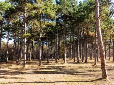 Çam ormanları güzel altın sabah yan ışık ile geniş panoramik manzaralı. Gizemli sonbahar orman ile inanılmaz romantik manzara. Sabah ışık sonbahar ormanda. Güzel doğa arka plan.