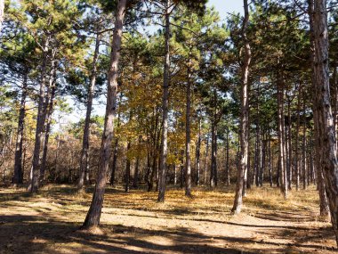 Çam ormanları güzel altın sabah yan ışık ile geniş panoramik manzaralı. Gizemli sonbahar orman ile inanılmaz romantik manzara. Sabah ışık sonbahar ormanda. Güzel doğa arka plan.
