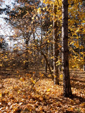 Renkli karışık yaprak döken orman. Sabah ışık sonbahar ormanda. Güzel doğa arka plan. Gizemli sonbahar orman ile inanılmaz romantik manzara.