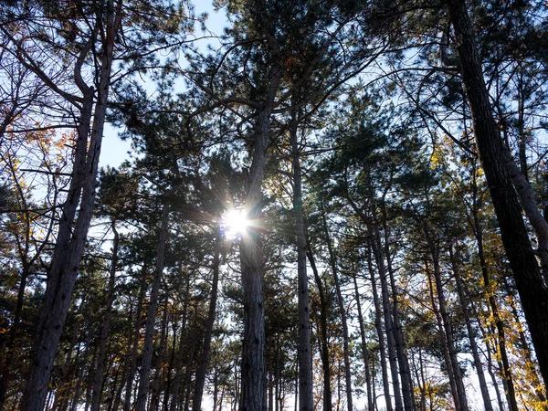 Amplia Vista Panorámica Del Bosque Pinos Con Hermosa Luz Dorada — Foto de Stock