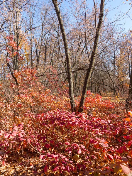 Barevné Smíšený Listnatý Les Podzimní Les Ranním Světle Krásná Příroda — Stock fotografie