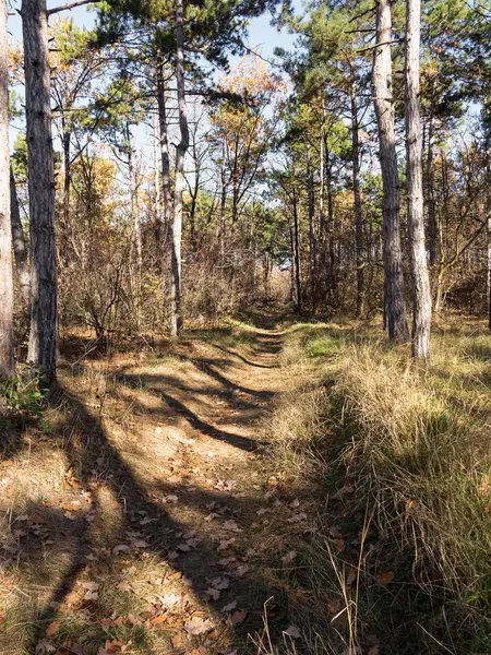 Wide Panoramic View Pine Forest Beautiful Golden Morning Side Light — Stock Photo, Image