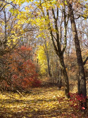 Renkli karışık yaprak döken orman. Sabah ışık sonbahar ormanda. Güzel doğa arka plan. Gizemli sonbahar orman ile inanılmaz romantik manzara.
