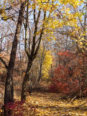 Renkli karışık yaprak döken orman. Sabah ışık sonbahar ormanda. Güzel doğa arka plan. Gizemli sonbahar orman ile inanılmaz romantik manzara.