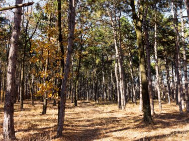 Çam ormanları güzel altın sabah yan ışık ile geniş panoramik manzaralı. Gizemli sonbahar orman ile inanılmaz romantik manzara. Sabah ışık sonbahar ormanda. Güzel doğa arka plan.