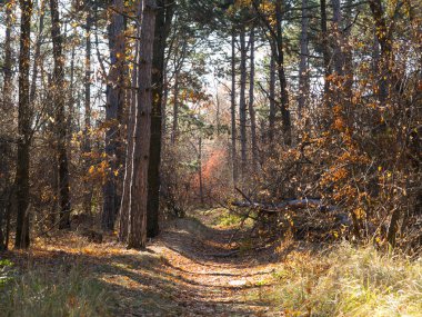 Renkli karışık yaprak döken orman. Sabah ışık sonbahar ormanda. Güzel doğa arka plan. Gizemli sonbahar orman ile inanılmaz romantik manzara.