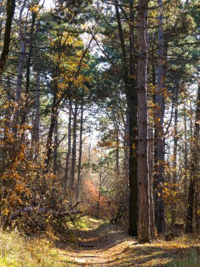 Renkli karışık yaprak döken orman. Sabah ışık sonbahar ormanda. Güzel doğa arka plan. Gizemli sonbahar orman ile inanılmaz romantik manzara.