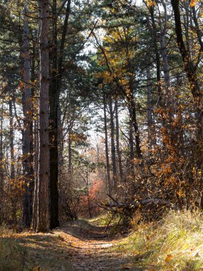Renkli karışık yaprak döken orman. Sabah ışık sonbahar ormanda. Güzel doğa arka plan. Gizemli sonbahar orman ile inanılmaz romantik manzara.