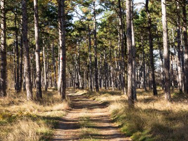 Çam ormanları güzel altın sabah yan ışık ile geniş panoramik manzaralı. Gizemli sonbahar orman ile inanılmaz romantik manzara. Sabah ışık sonbahar ormanda. Güzel doğa arka plan.