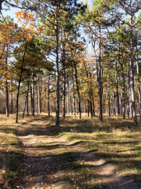 Çam ormanları güzel altın sabah yan ışık ile geniş panoramik manzaralı. Gizemli sonbahar orman ile inanılmaz romantik manzara. Sabah ışık sonbahar ormanda. Güzel doğa arka plan.