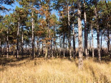 Çam ormanları güzel altın sabah yan ışık ile geniş panoramik manzaralı. Gizemli sonbahar orman ile inanılmaz romantik manzara. Sabah ışık sonbahar ormanda. Güzel doğa arka plan.