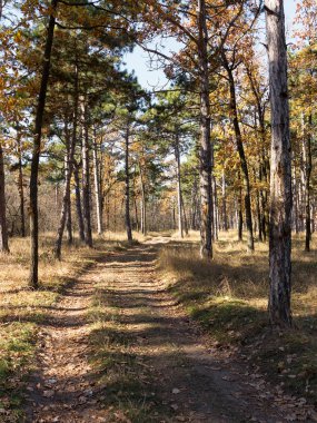 Çam ormanları güzel altın sabah yan ışık ile geniş panoramik manzaralı. Gizemli sonbahar orman ile inanılmaz romantik manzara. Sabah ışık sonbahar ormanda. Güzel doğa arka plan.
