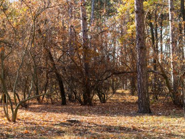 Renkli karışık yaprak döken orman. Sabah ışık sonbahar ormanda. Güzel doğa arka plan. Gizemli sonbahar orman ile inanılmaz romantik manzara.