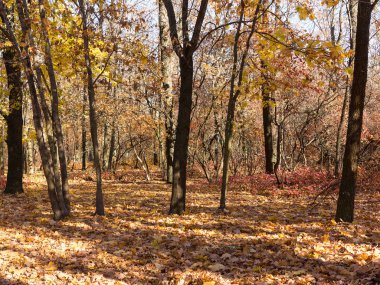 Renkli karışık yaprak döken orman. Sabah ışık sonbahar ormanda. Güzel doğa arka plan. Gizemli sonbahar orman ile inanılmaz romantik manzara.
