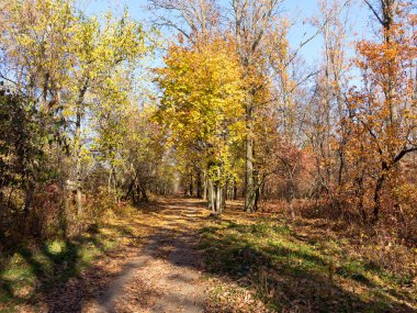 Renkli karışık yaprak döken orman. Sabah ışık sonbahar ormanda. Güzel doğa arka plan. Gizemli sonbahar orman ile inanılmaz romantik manzara.