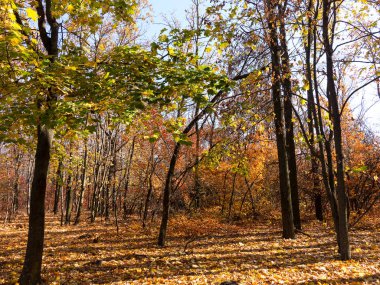 Renkli karışık yaprak döken orman. Sabah ışık sonbahar ormanda. Güzel doğa arka plan. Gizemli sonbahar orman ile inanılmaz romantik manzara.
