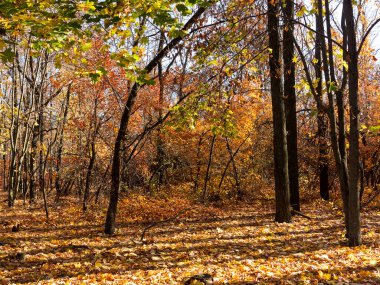 Renkli karışık yaprak döken orman. Sabah ışık sonbahar ormanda. Güzel doğa arka plan. Gizemli sonbahar orman ile inanılmaz romantik manzara.