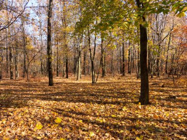 Renkli karışık yaprak döken orman. Sabah ışık sonbahar ormanda. Güzel doğa arka plan. Gizemli sonbahar orman ile inanılmaz romantik manzara.