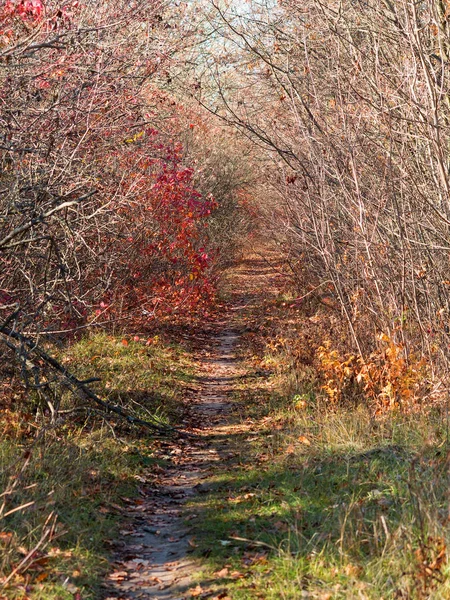 Kleurrijke Gemengde Bladverliezende Wouden Herfst Bos Ochtend Licht Achtergrond Van — Stockfoto