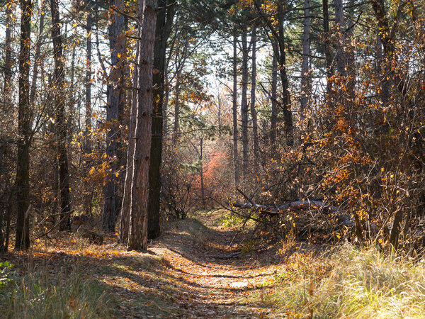 Красочные смешанные лиственные леса. Осенний лес в утреннем свете. Красивый природный фон. Удивительный романтический пейзаж с таинственным осенним лесом
.