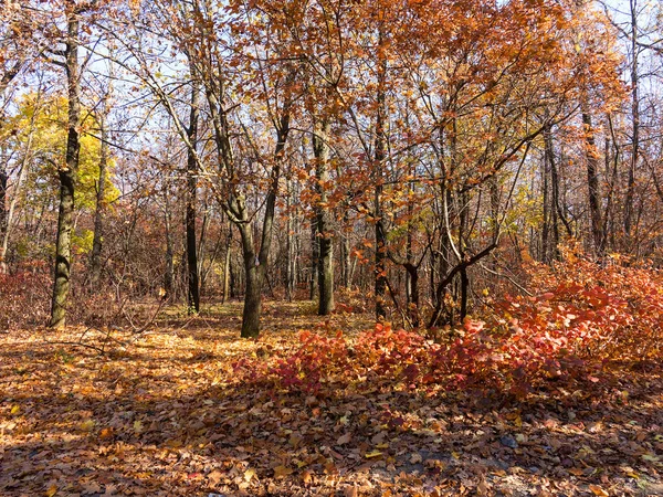 Forêt Feuillue Mixte Colorée Forêt Automne Dans Lumière Matin Beau — Photo