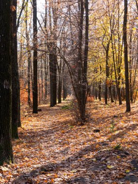 Renkli karışık yaprak döken orman. Sabah ışık sonbahar ormanda. Güzel doğa arka plan. Gizemli sonbahar orman ile inanılmaz romantik manzara.