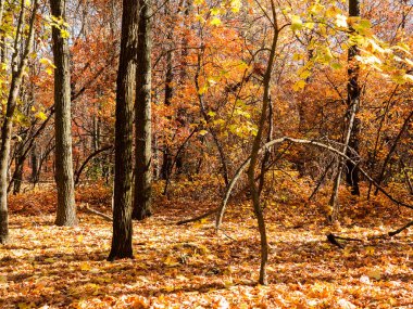 Renkli karışık yaprak döken orman. Sabah ışık sonbahar ormanda. Güzel doğa arka plan. Gizemli sonbahar orman ile inanılmaz romantik manzara.