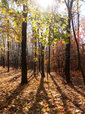 Renkli karışık yaprak döken orman. Sabah ışık sonbahar ormanda. Güzel doğa arka plan. Gizemli sonbahar orman ile inanılmaz romantik manzara.
