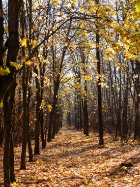 Renkli karışık yaprak döken orman. Sabah ışık sonbahar ormanda. Güzel doğa arka plan. Gizemli sonbahar orman ile inanılmaz romantik manzara.