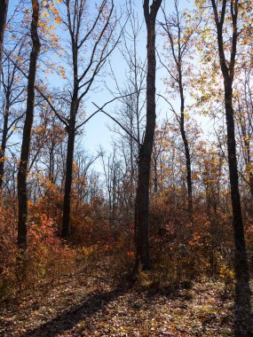 Renkli karışık yaprak döken orman. Sabah ışık sonbahar ormanda. Güzel doğa arka plan. Gizemli sonbahar orman ile inanılmaz romantik manzara.