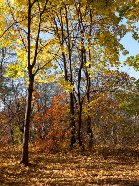 Renkli karışık yaprak döken orman. Sabah ışık sonbahar ormanda. Güzel doğa arka plan. Gizemli sonbahar orman ile inanılmaz romantik manzara.