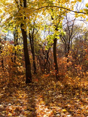 Renkli karışık yaprak döken orman. Sabah ışık sonbahar ormanda. Güzel doğa arka plan. Gizemli sonbahar orman ile inanılmaz romantik manzara.