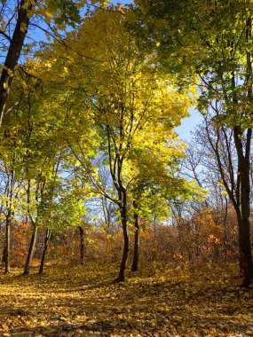 Renkli karışık yaprak döken orman. Sabah ışık sonbahar ormanda. Güzel doğa arka plan. Gizemli sonbahar orman ile inanılmaz romantik manzara.