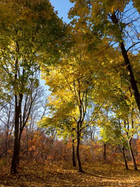Renkli karışık yaprak döken orman. Sabah ışık sonbahar ormanda. Güzel doğa arka plan. Gizemli sonbahar orman ile inanılmaz romantik manzara.
