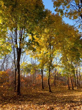 Renkli karışık yaprak döken orman. Sabah ışık sonbahar ormanda. Güzel doğa arka plan. Gizemli sonbahar orman ile inanılmaz romantik manzara.
