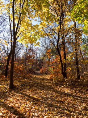 Renkli karışık yaprak döken orman. Sabah ışık sonbahar ormanda. Güzel doğa arka plan. Gizemli sonbahar orman ile inanılmaz romantik manzara.