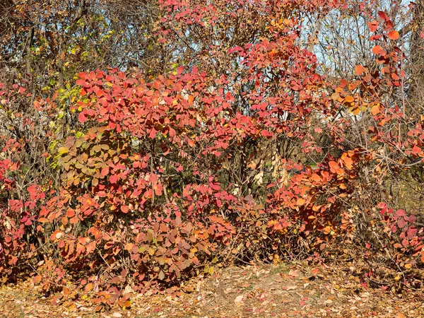 Barevné Smíšený Listnatý Les Podzimní Les Ranním Světle Krásná Příroda — Stock fotografie