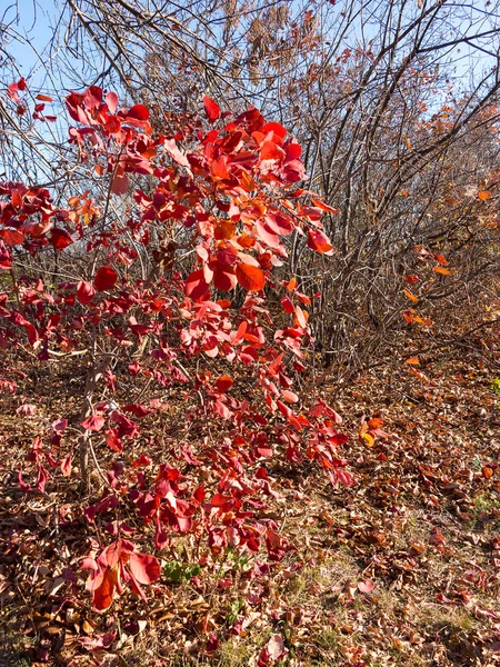 Colorido Bosque Caducifolio Mixto Bosque Otoño Luz Mañana Hermoso Fondo — Foto de Stock