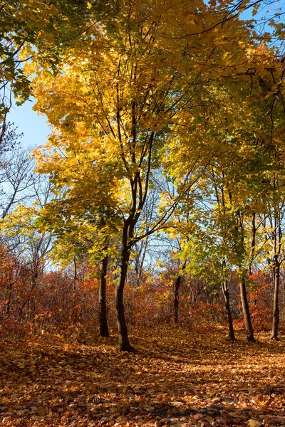 Colorful mixed deciduous forest. Autumn forest in the morning light. Beautiful nature background. Amazing romantic landscape with mysterious autumn forest.