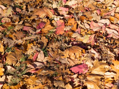 Sarı ve kırmızı yaratıcı arka plan bırakır. Otantik parlak arka plan projeleriniz için. Karışık yaprak döken orman renk. Sabah ışık sonbahar orman.
