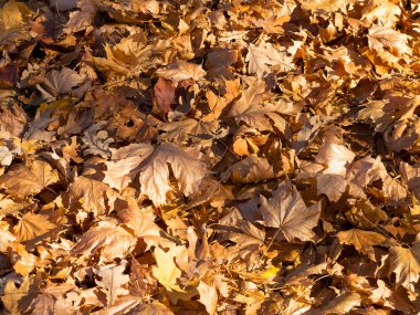 Sarı ve kırmızı yaratıcı arka plan bırakır. Otantik parlak arka plan projeleriniz için. Karışık yaprak döken orman renk. Sabah ışık sonbahar orman.
