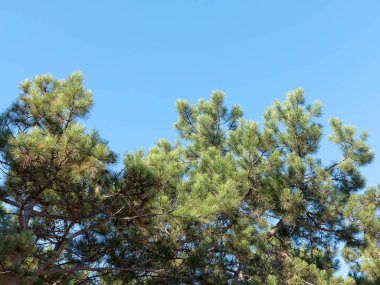Bir çam ağacı ve bulutsuz mavi gökyüzü, kopya alanı. Yaratıcı arka plan. Güneşli bahar günü sırasında yakın çekim fotoğraf çam ağacının dalları. Arka planda yumuşak odaklı, bulanık yeşil ağaç dalları ile mavi gökyüzü