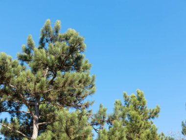Bir çam ağacı ve bulutsuz mavi gökyüzü, kopya alanı. Yaratıcı arka plan. Güneşli bahar günü sırasında yakın çekim fotoğraf çam ağacının dalları. Arka planda yumuşak odaklı, bulanık yeşil ağaç dalları ile mavi gökyüzü