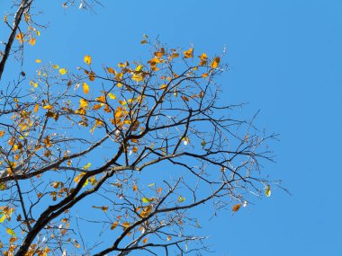 Güzel parlak mavi gökyüzü ile altın ağaç tepelerinin parlıyor sıcak sonbahar Paz. Yaratıcı arka plan sarı ve kırmızı yaprakları.